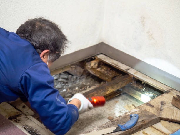 Best Residential Mold Removal  in Greenwood, MO
