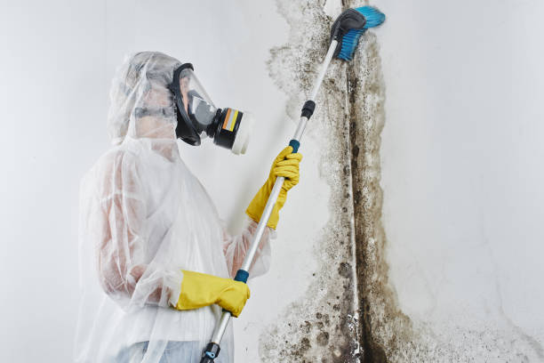 Best Local Mold Removal Service  in Greenwood, MO