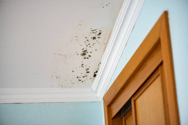 Best Mold Damage Repair  in Greenwood, MO