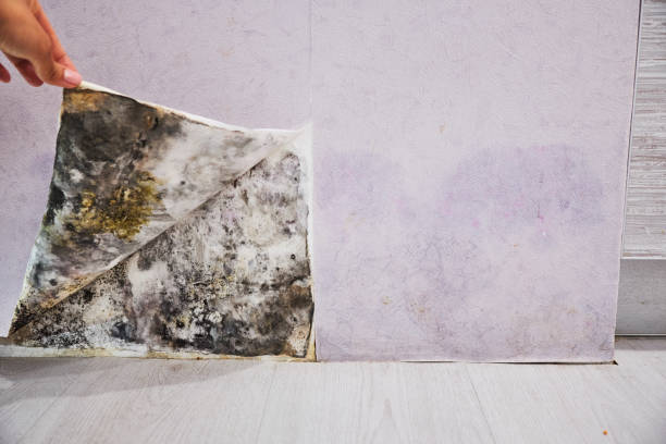 Best Toxic Mold Removal  in Greenwood, MO